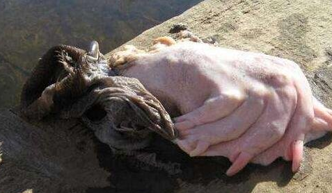 真正水猴子图片2021真实(猴子图片2021新图片)