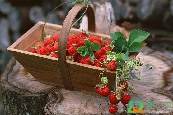 草莓用什么洗才能洗干净(洗草莓用什么洗比较干净) 草莓用什么洗才能洗干净(洗草莓用什么洗比较干净)