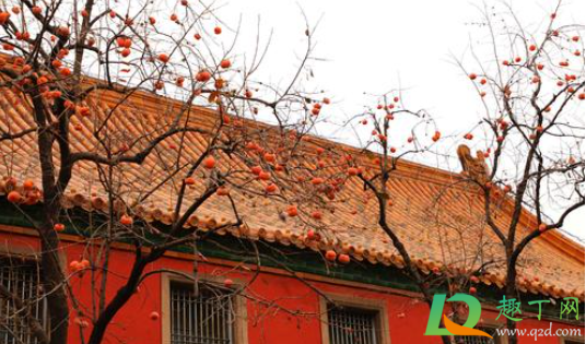 现在故宫里的延禧宫开放了吗2020(故宫2020春节期间开放吗) 现在故宫里的延禧宫开放了吗2020(故宫2020春节期间开放吗)