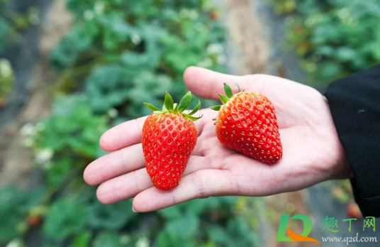 草莓碰伤了怎么处理(草莓碰伤了吃不完怎么办)