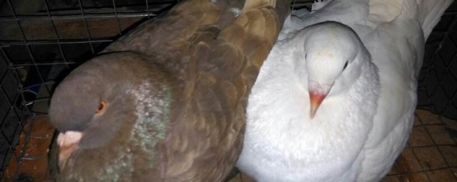 公母鸽子在一起多久才能下蛋(公鸽和母鸽一起抱窝了什么时间下蛋)