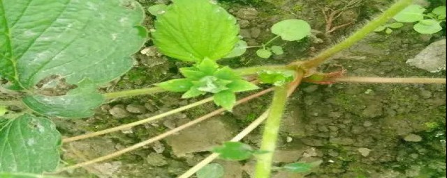 什么可以促进花芽分化(有利于花芽分化的因素)