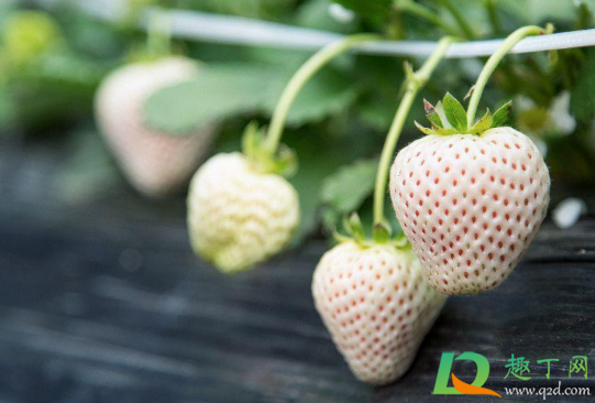 草莓是白色的是不是没熟(草莓根上有白色的是没熟吗)