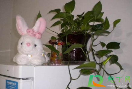 冰箱上放什么植物好(冰箱上放什么植物好图片)