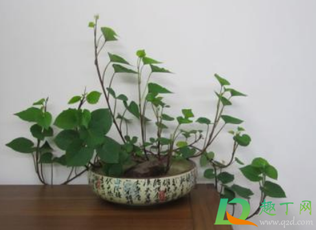 红薯叶能水培吗(水培红薯叶怎么施肥)