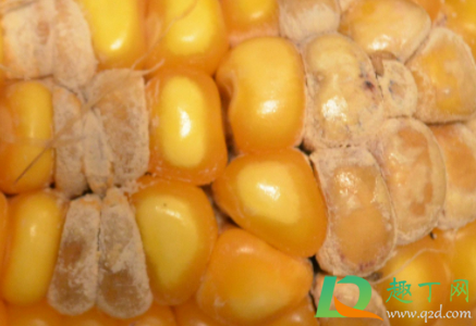 玉米有一粒发霉了还能吃吗(玉米有一部分发霉了还能吃吗)
