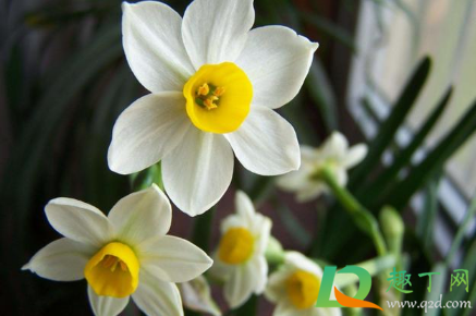 2021春节前后开花的花卉有哪些(2021春季赏花) 2021春节前后开花的花卉有哪些(2021春季赏花)