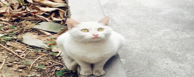 如何将猫带上火车(怎么样才能把猫带上火车)