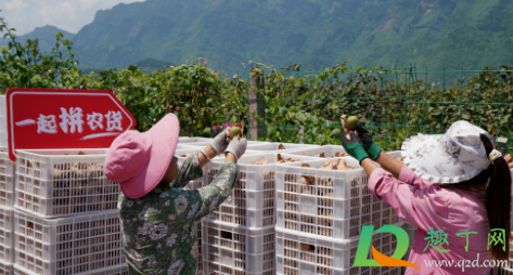 多多买菜首单免费是真的吗(多多买菜的下单全免是真的吗)