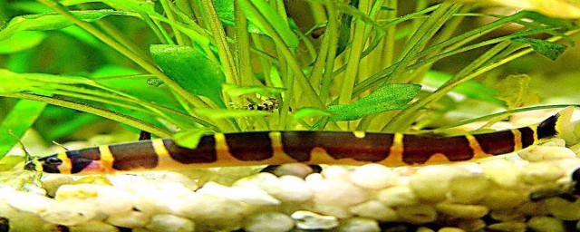 请看下面的详细解答(请帮忙解答一下)