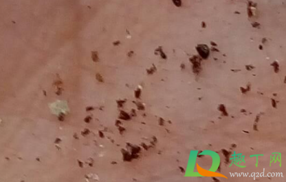 尘虱会爬到人身上吗(尘虱会在人身上繁殖吗) 尘虱会爬到人身上吗(尘虱会在人身上繁殖吗)