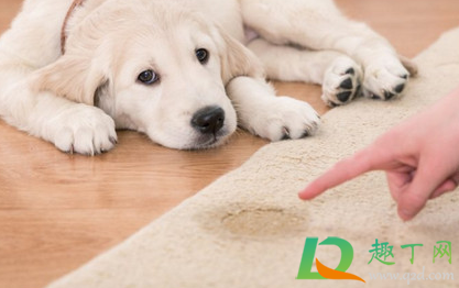 房间地毯发霉有味咋办(地毯发霉怎么办)