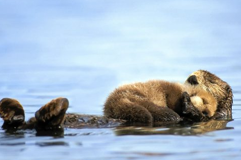 真正水猴子图片2021真实(猴子图片2021新图片)