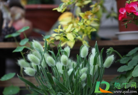 网上买花卉哪个网站好(有没有专门卖花卉的网站)