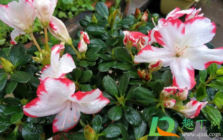 2021春节前后开花的花卉有哪些(2021春季赏花) 2021春节前后开花的花卉有哪些(2021春季赏花)