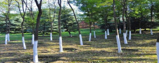 石灰可以刷果树吗(水果树刷石灰)