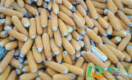 玉米有一粒发霉了还能吃吗(玉米有一部分发霉了还能吃吗)