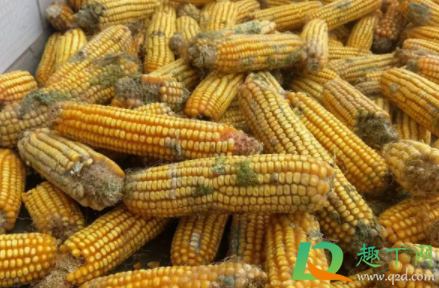 玉米有一粒发霉了还能吃吗(玉米有一部分发霉了还能吃吗)