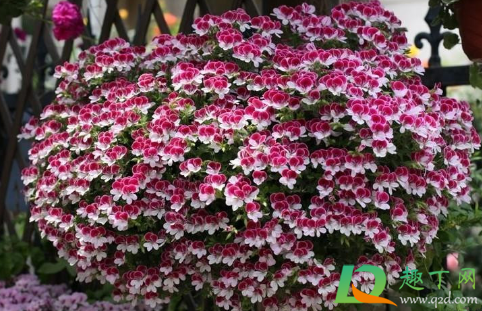 网上收到的花老是栽不活怎么回事(为什么在网上买的花没养几天就蔫了)