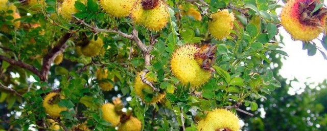 刺梨酒的介绍(刺梨酒用什么酒最好)