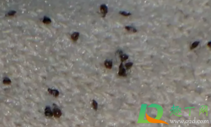 尘虱会爬到人身上吗(尘虱会在人身上繁殖吗) 尘虱会爬到人身上吗(尘虱会在人身上繁殖吗)