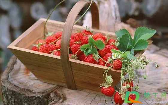 草莓不红放放能红吗(草莓能放红嘛) 草莓不红放放能红吗(草莓能放红嘛)