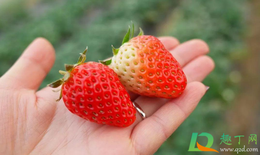 草莓在暖气下可以过夜一晚吗(草莓冬天能在暖气房吗)