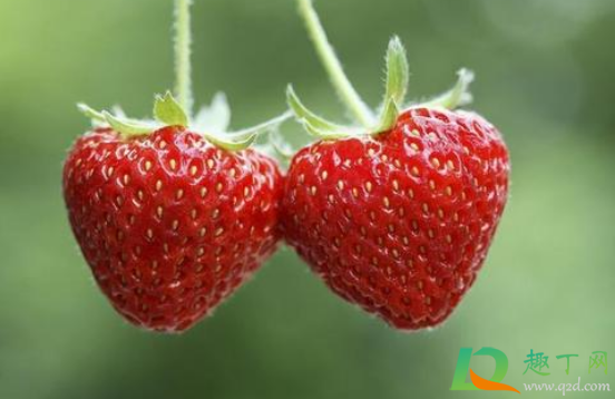 碰伤的草莓可以做草莓酱吗(草莓酱可以烤吗) 碰伤的草莓可以做草莓酱吗(草莓酱可以烤吗)