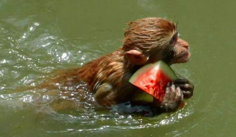 真正水猴子图片2021真实(猴子图片2021新图片)