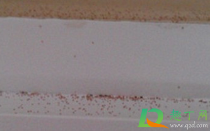 尘虱是螨虫吗(尘螨和尘虱的区别) 尘虱是螨虫吗(尘螨和尘虱的区别)