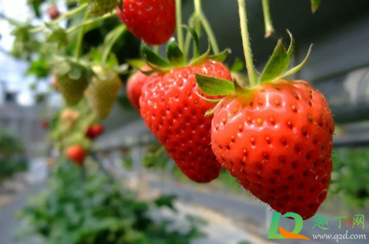 为什么草莓又硬又酸(为什么草莓有点酸)