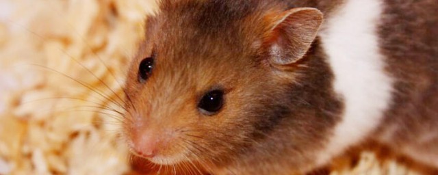 仓鼠有没有病毒(刚出生一个月的仓鼠有没有病毒)