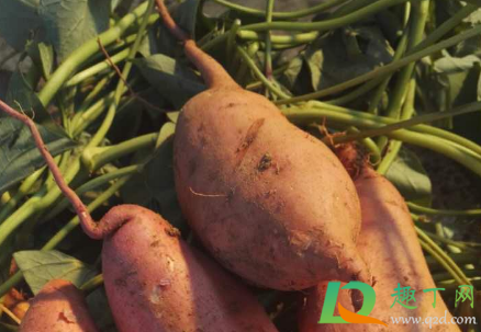 红薯叶能水培吗(水培红薯叶怎么施肥)