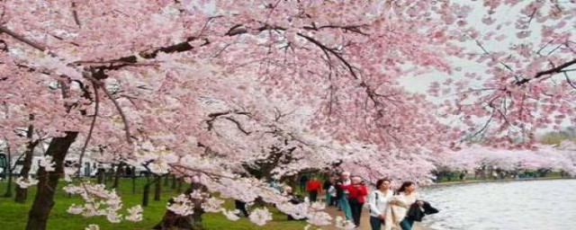 哪个大学因为樱花出名(什么叫樱花大学)