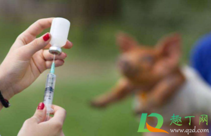 狂犬疫苗吃海鲜影响吗(打狂犬疫苗期间吃海鲜对疫苗有影响吗)