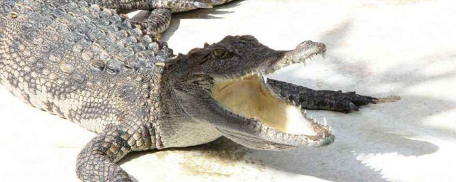 帮助鳄鱼的鸟是什么(鳄鱼身边的鸟是什么鸟)