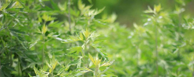 有什么功效吗(蒜熟了还有什么功效吗)