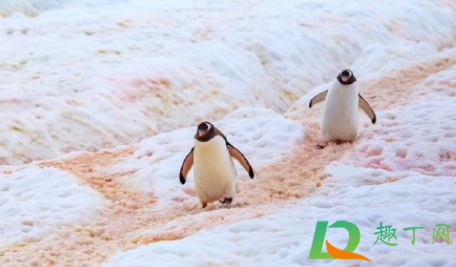 智利南极基地爆发疫情严重吗(智利 南极基地) 智利南极基地爆发疫情严重吗(智利 南极基地)