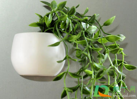 冰箱上放什么植物好(冰箱上放什么植物好图片)