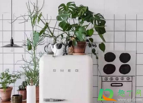 冰箱上放什么植物好(冰箱上放什么植物好图片)