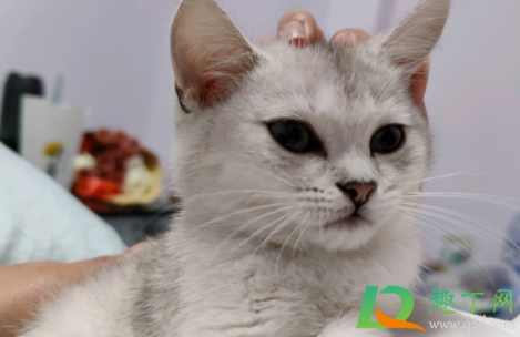 猫瘟是怎么引起的(猫瘟是怎么引起的?) 猫瘟是怎么引起的(猫瘟是怎么引起的?)