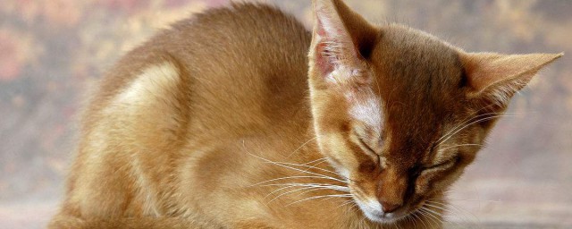 不同动物的睡觉方式(动物的各种各样的睡觉方式)