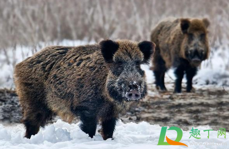 南京野猪为什么那么多(南京野猪从哪里来的)