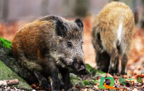遇到野猪怎么自救(遇到野猪怎么逃生)