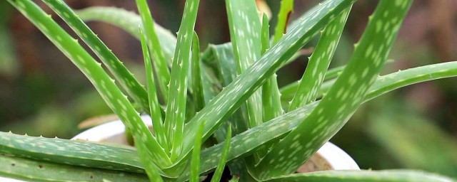 卧室能够养什么植物呢(在卧室养什么植物好)