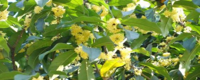 桂花茶的泡法和搭配(泡桂花茶的步骤)