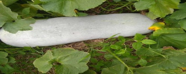 如何种白瓜(白瓜子怎么种)