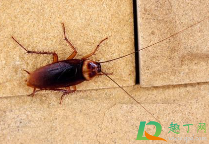 消毒液可以驱赶蟑螂吗(消毒液能杀死蟑螂)