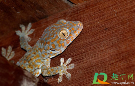 壁虎会在家里做窝繁殖吗(一只壁虎会不会在家里繁殖) 壁虎会在家里做窝繁殖吗(一只壁虎会不会在家里繁殖)