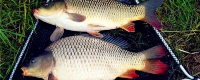 钓鲤鱼用什么饵料最好(钓鲤鱼用什么打窝料最好)